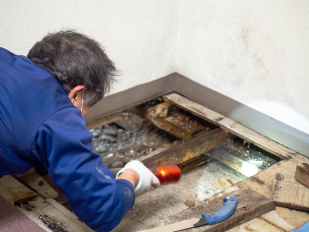 Best Office Mold Removal Services  in Kelseyville, CA