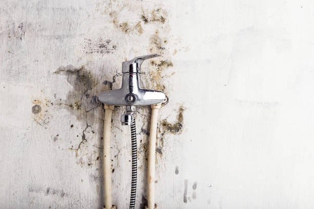Best Same-Day Mold Removal  in Kelseyville, CA
