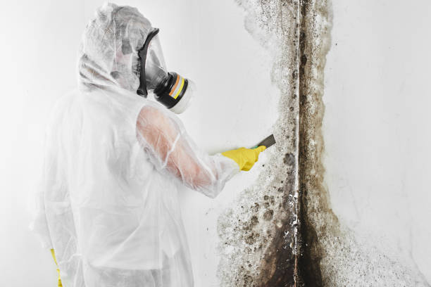 Best Toxic Mold Removal  in Kelseyville, CA