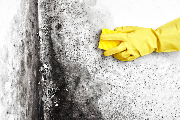 Best Mold Remediation Experts  in Kelseyville, CA