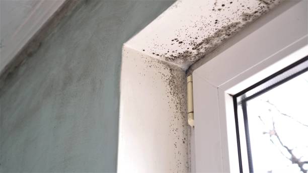 Best Mold Removal Near Me  in Kelseyville, CA
