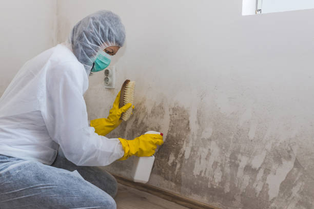 Attic Mold Removal in Kelseyville, CA