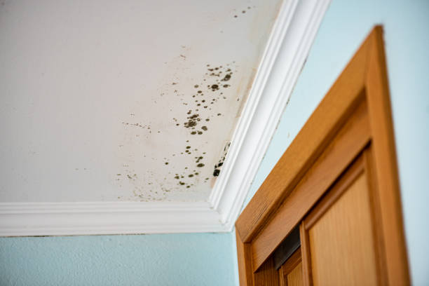 Best Emergency Mold Removal  in Kelseyville, CA
