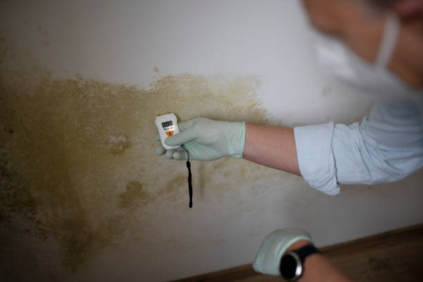 Best Attic Mold Removal  in Kelseyville, CA