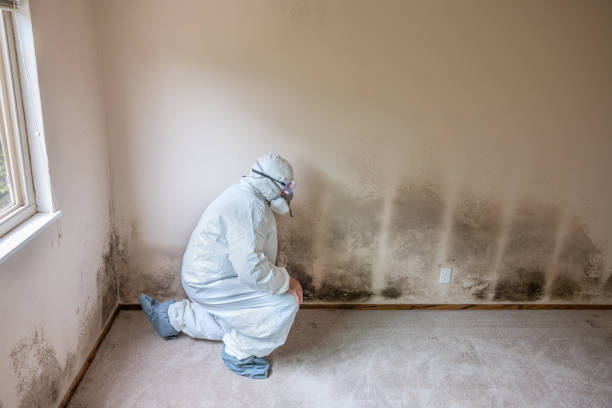 Best Commercial Mold Removal  in Kelseyville, CA