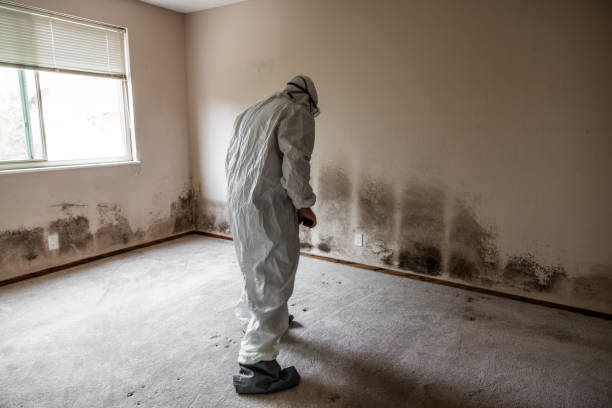 Kelseyville, CA Mold Removal Company